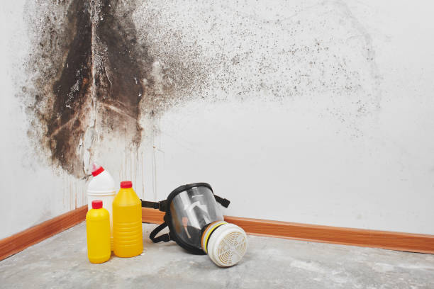 Roseland, LA Mold Remediation Company